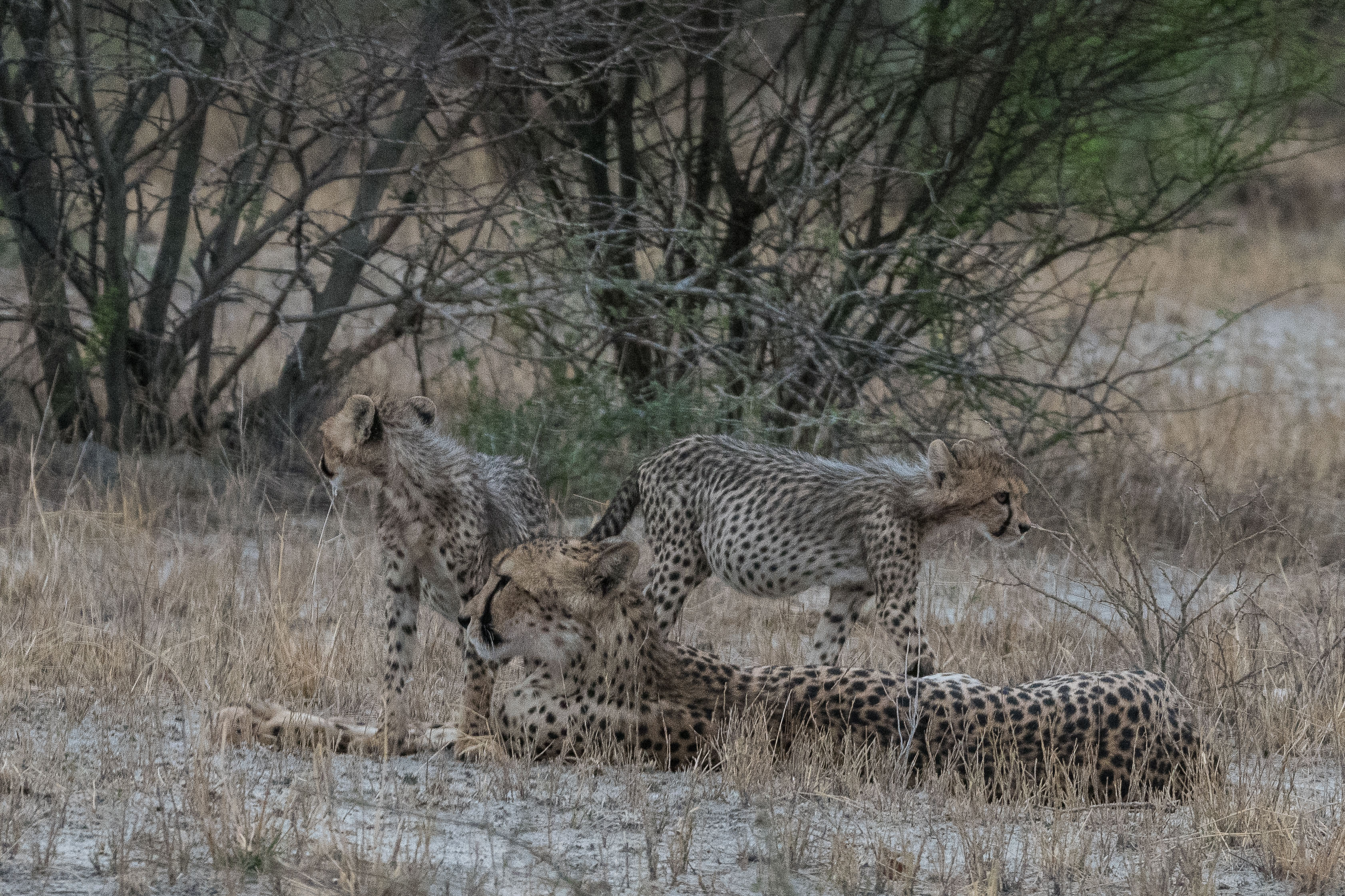 Femelle guépard (Cheetah, Acynonyx jubatus) se reposant avec ses petits après la mise à mort et la consommation d'un impala, Onguma Nature Reserve, Etosha, Namibie.